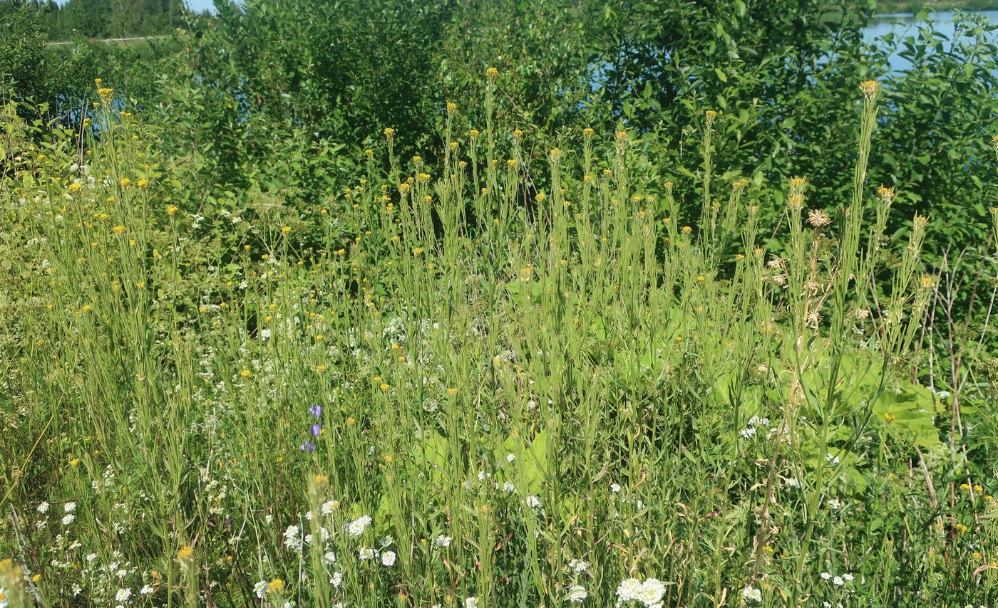 Image of Erysimum hieraciifolium specimen.