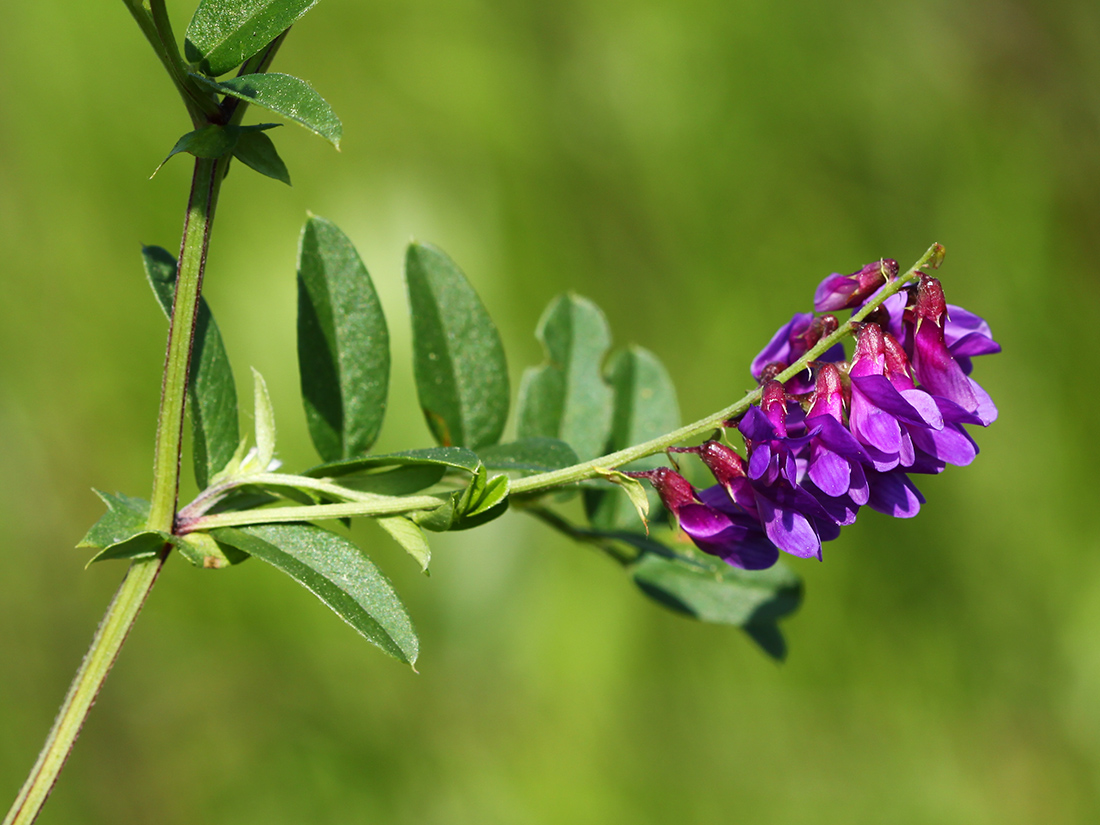 Image of Vicia amoena specimen.