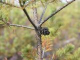 Pinus sylvestris. Часть ствола со зрелой вскрывшейся шишкой и основаниями боковых ветвей. Калужская обл., Спас-Деменский р-н, Большое Игнатовское болото, центральная часть в северо-западном секторе. 09.09.2022.