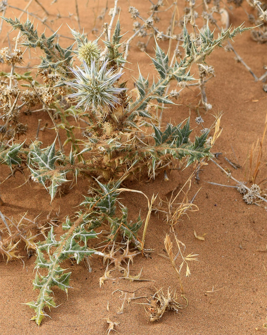 Image of Echinops leucographus specimen.