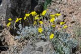 Potentilla hololeuca. Цветущие растения. Киргизия, Ошская обл., Памир, Заалайский хр., долина р. Ачик-Таш, ≈ 3600 м н.у.м., каменистый склон. 03.07.2022.