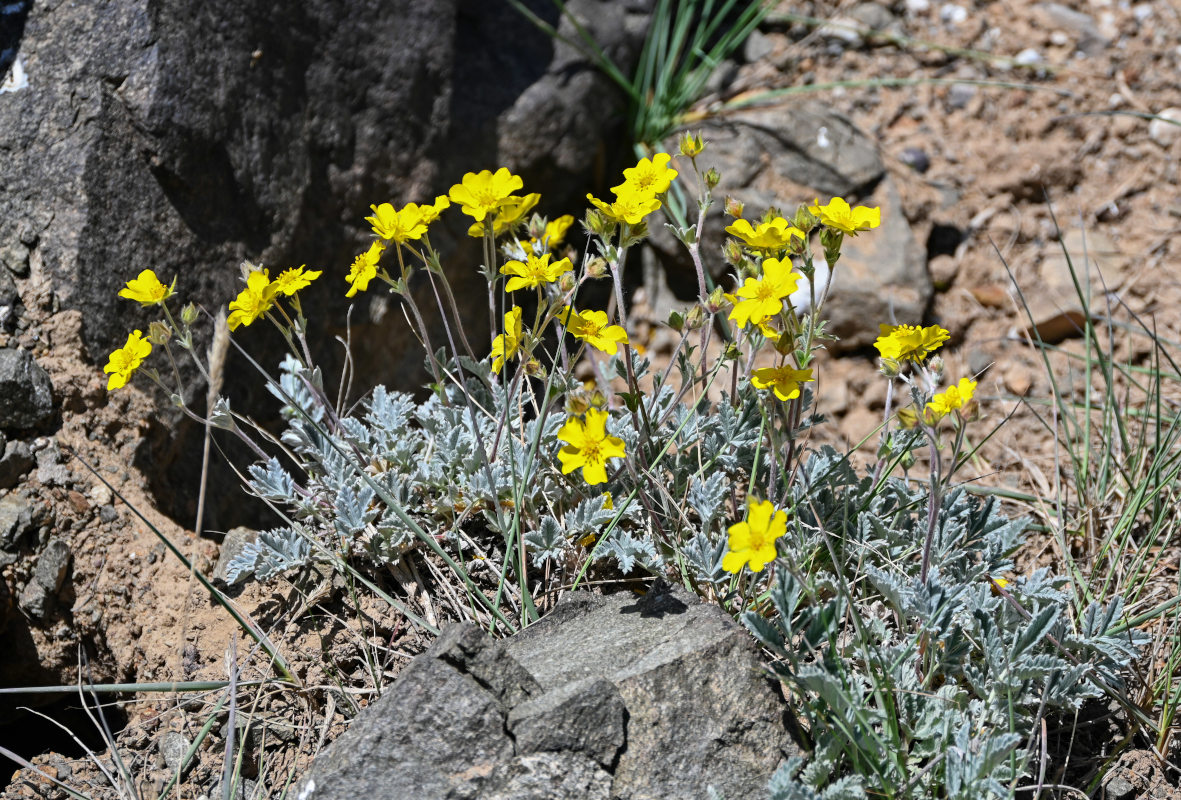 Image of Potentilla hololeuca specimen.