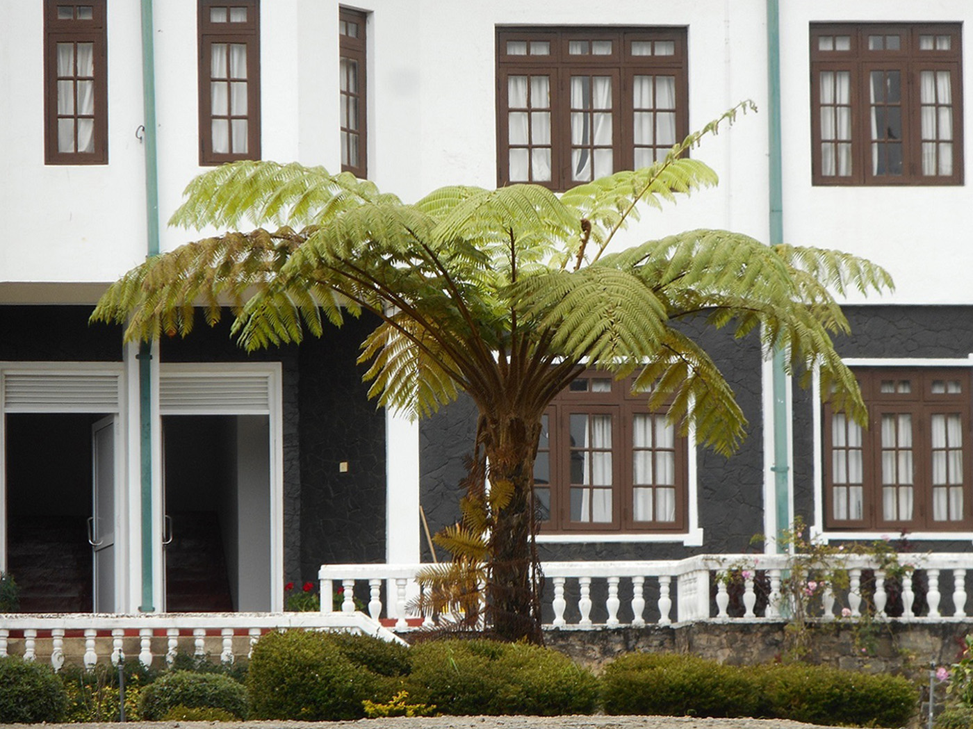 Image of familia Cyatheaceae specimen.