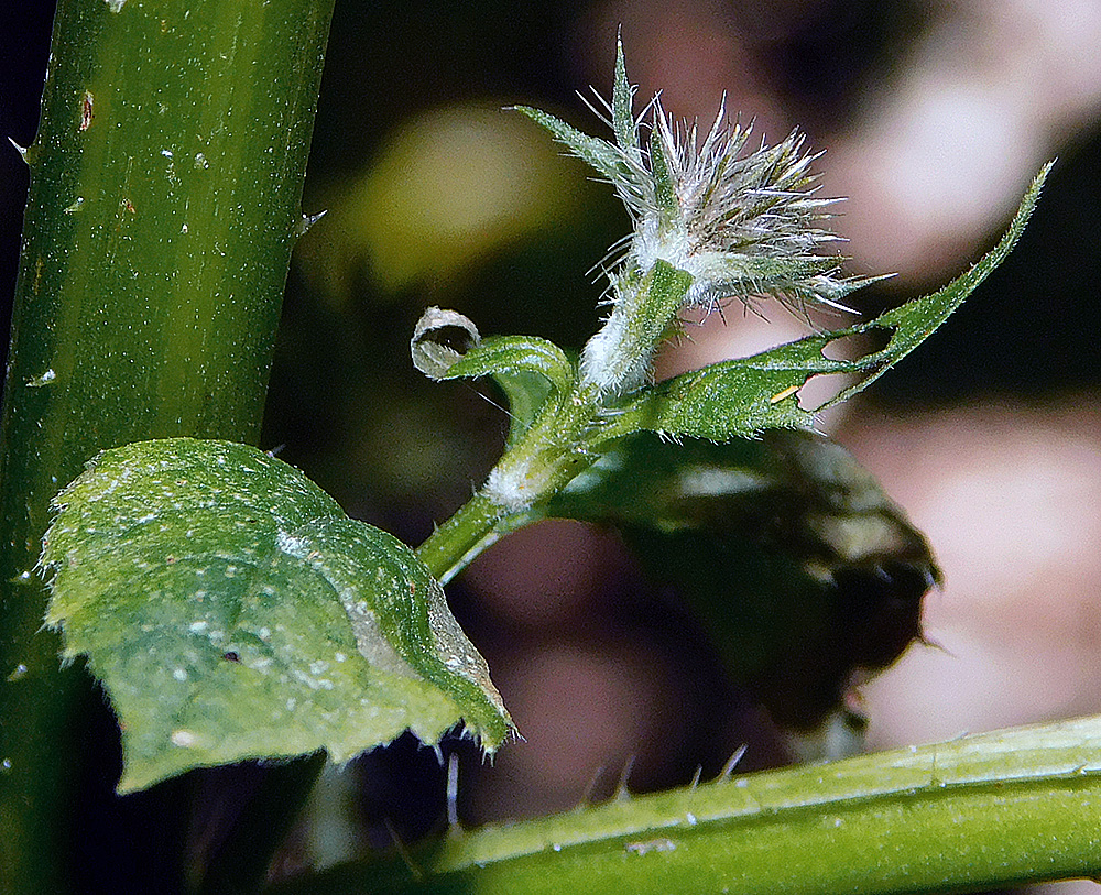 Image of Dipsacus pilosus specimen.