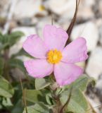 Cistus parviflorus