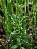 Lithospermum officinale. Верхушка цветущего растения. Алтайский край, Алейский р-н, окр. г. Алейск, луг. 27.06.2021.