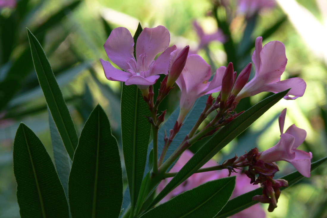 Image of Nerium oleander specimen.