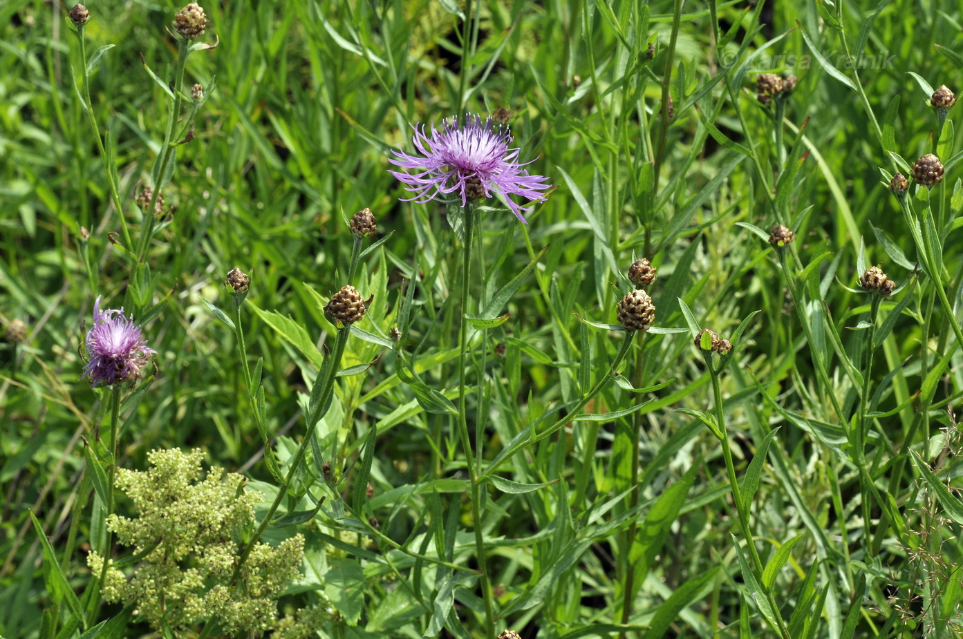 Image of Centaurea jacea specimen.