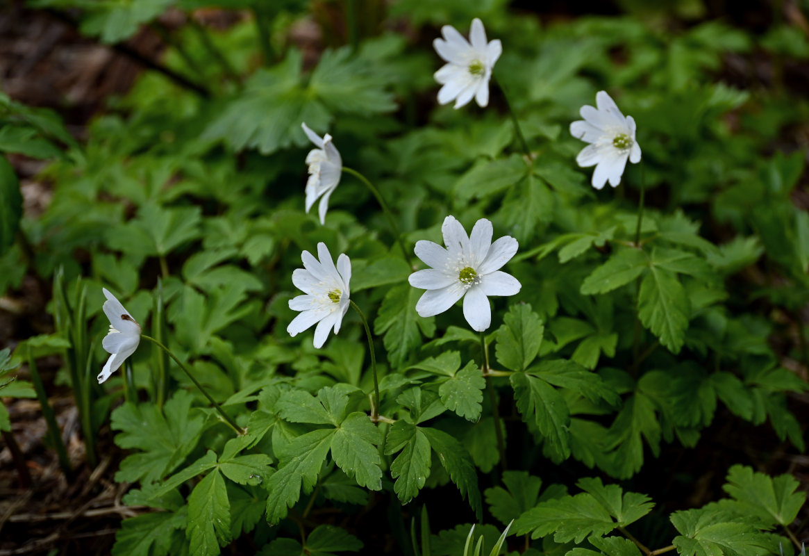 Image of Anemone altaica specimen.