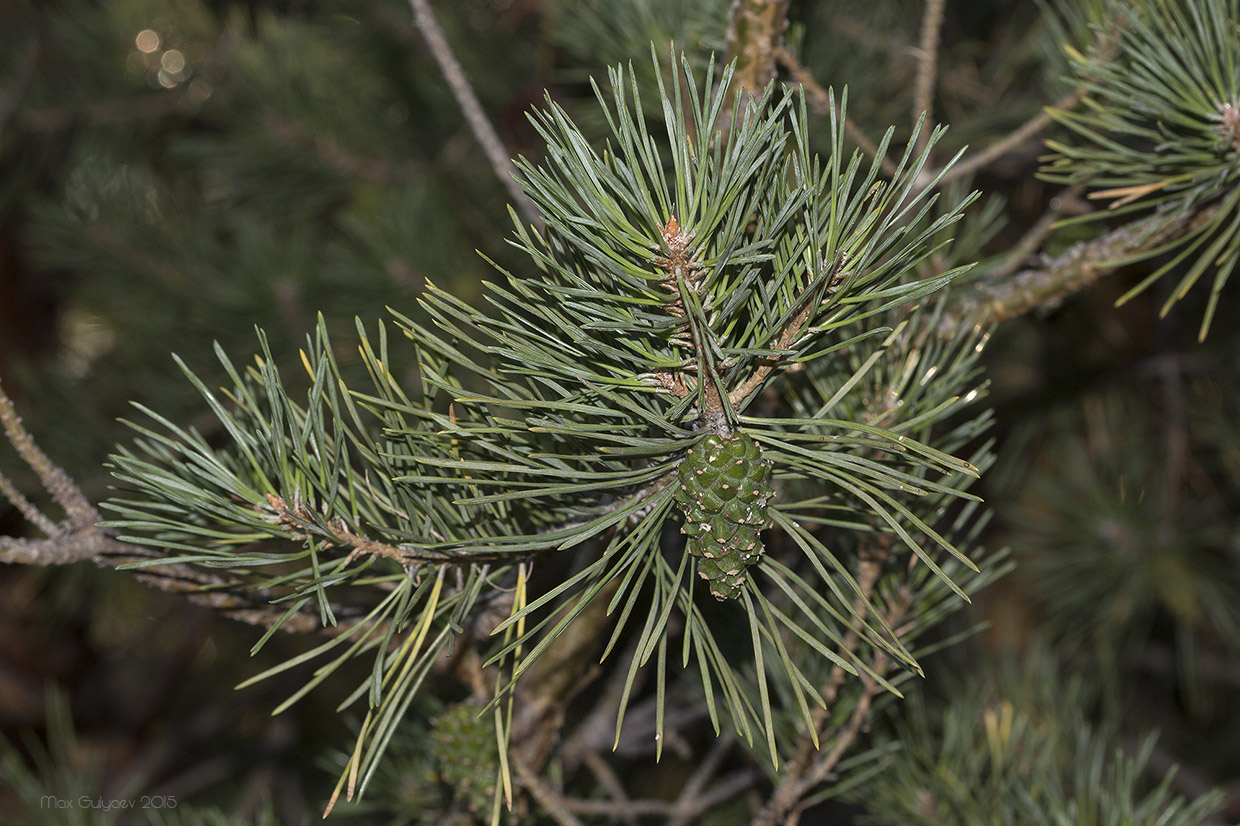 Изображение особи Pinus sylvestris.