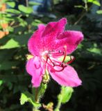Смотреть изображение Rhododendron camtschaticum