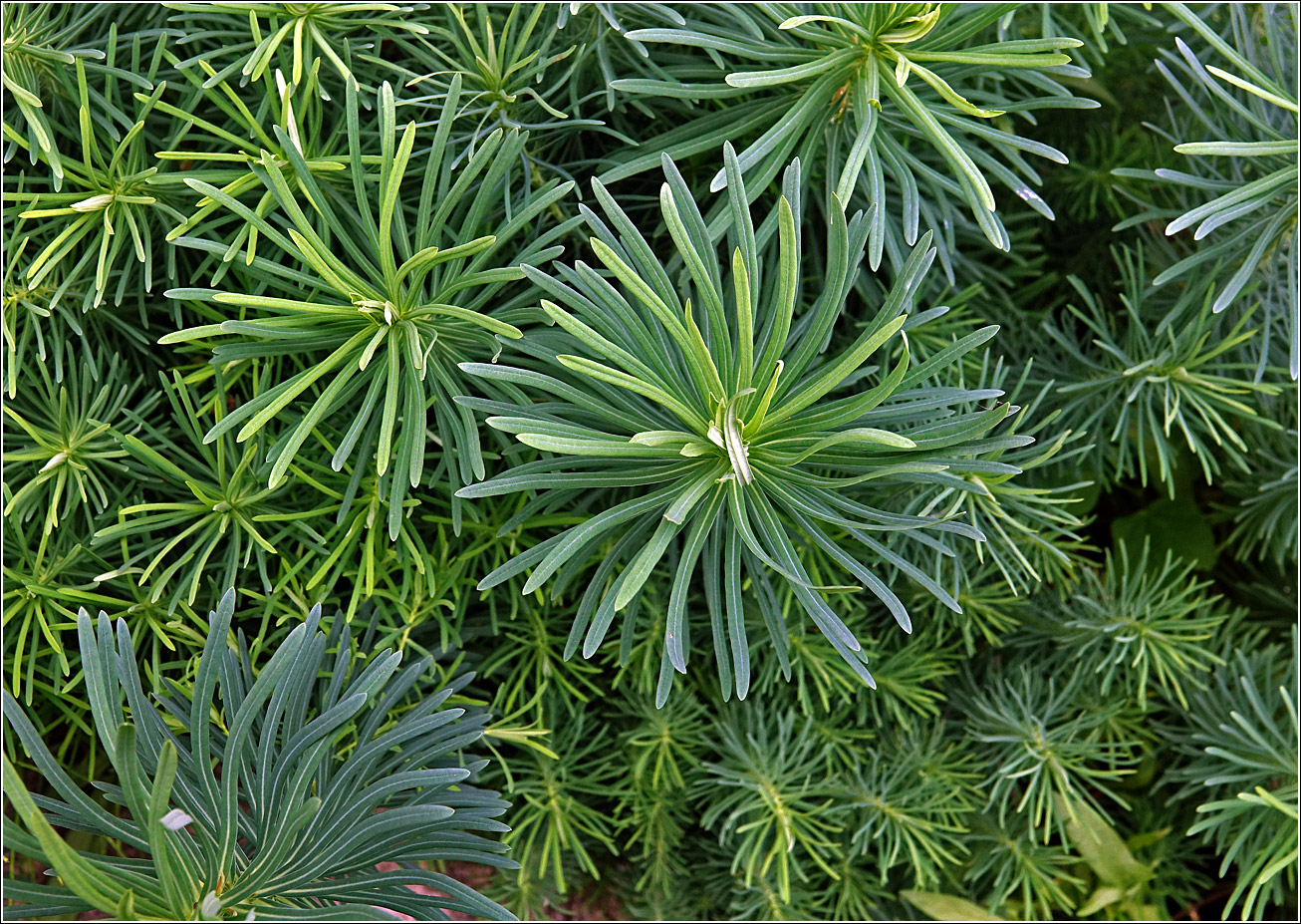 Image of Euphorbia cyparissias specimen.