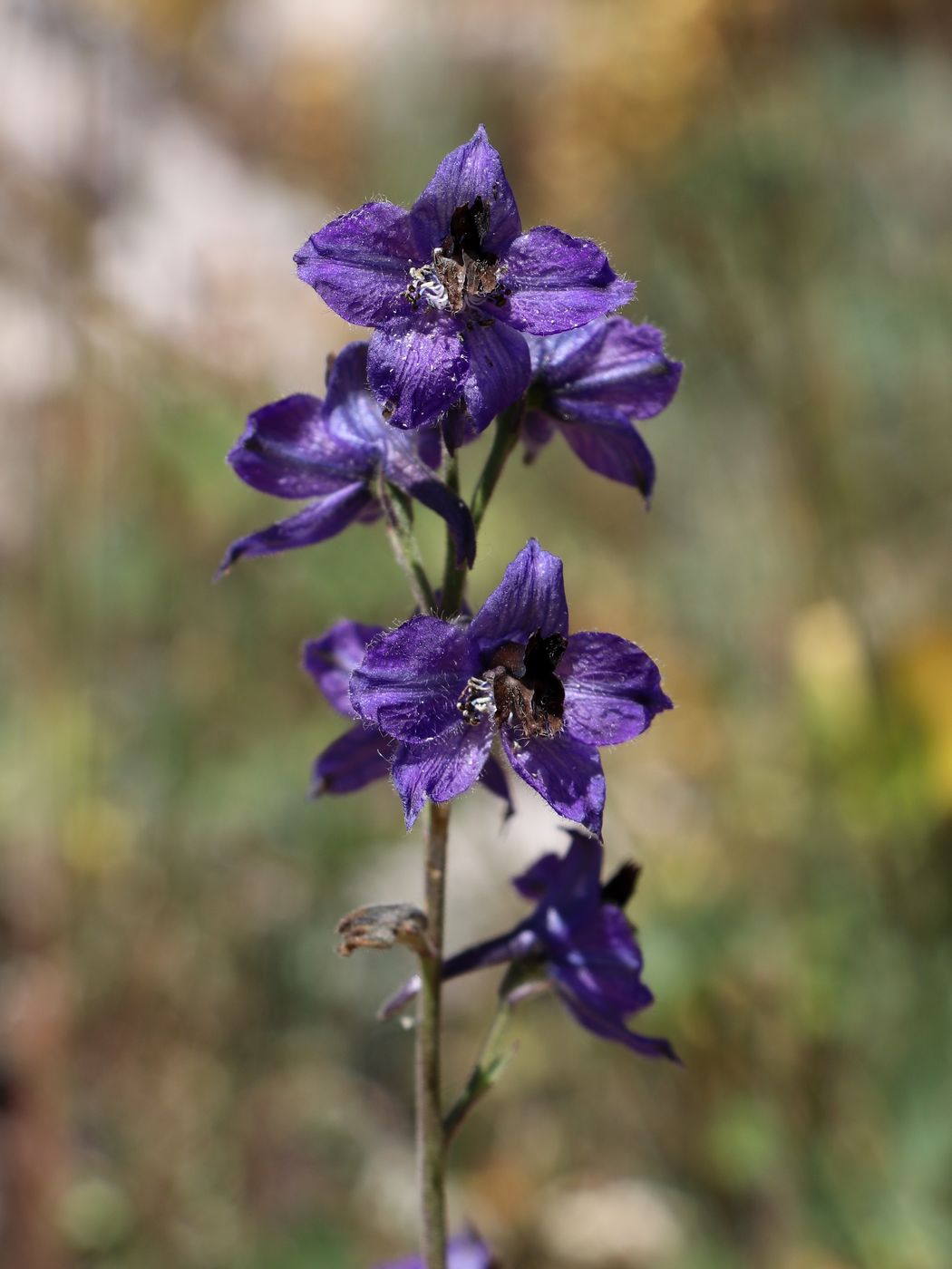 Изображение особи Delphinium oreophilum.