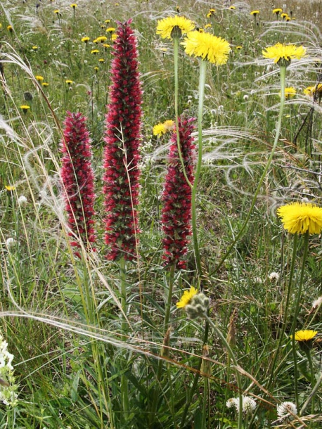 Image of Echium russicum specimen.