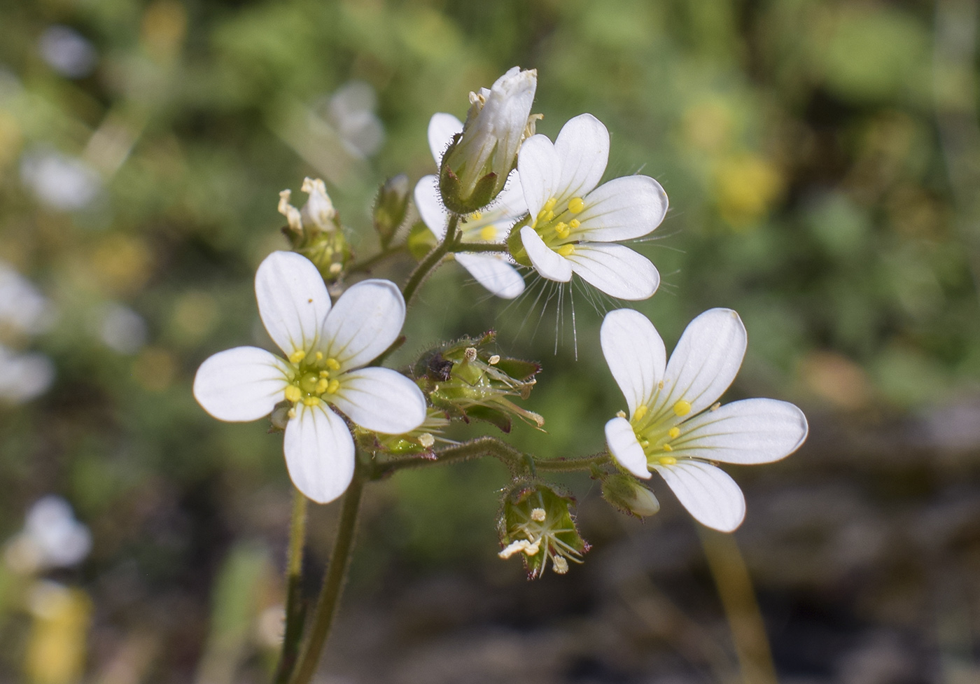 Изображение особи Saxifraga granulata.