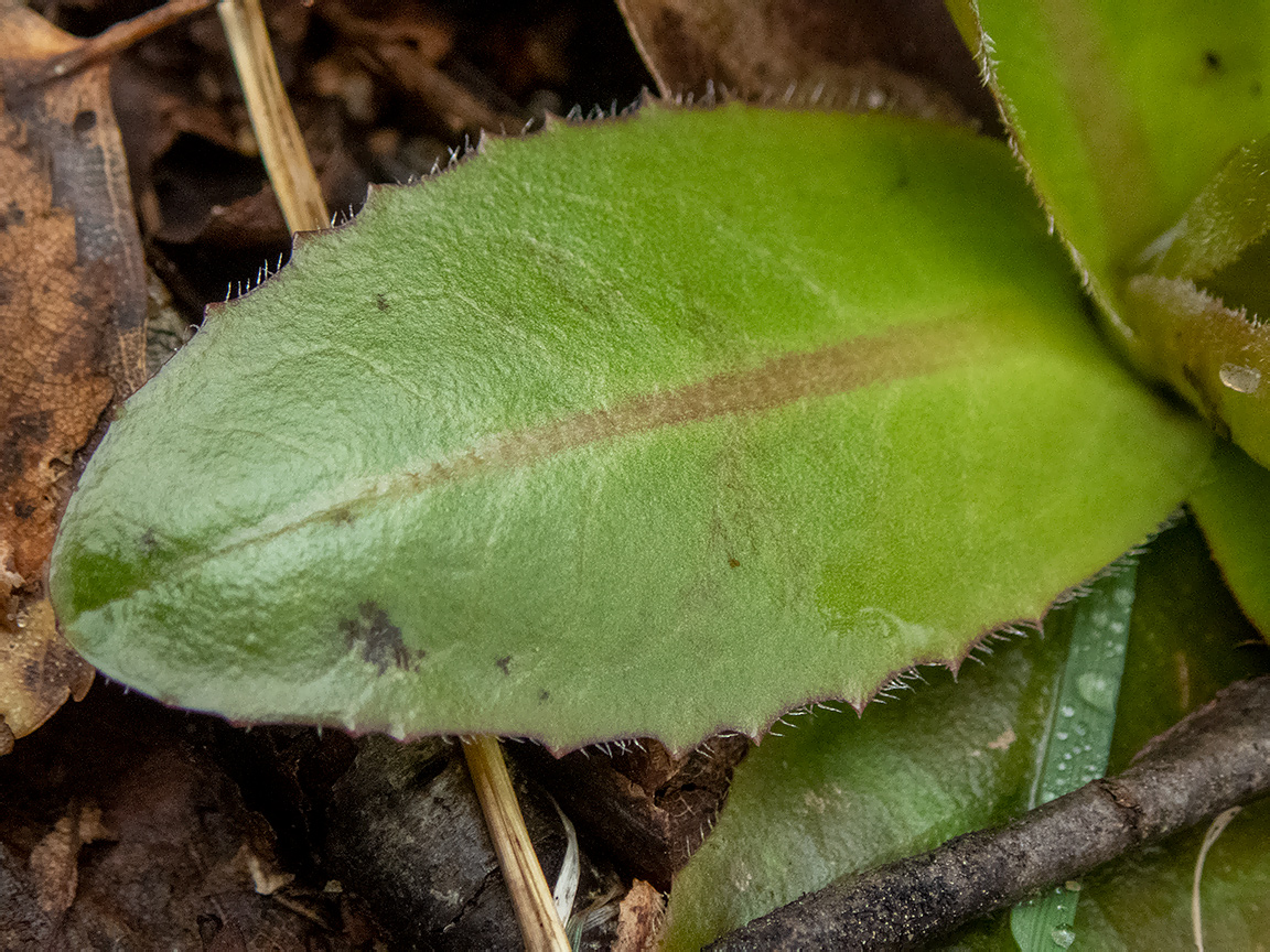 Изображение особи Trommsdorffia maculata.