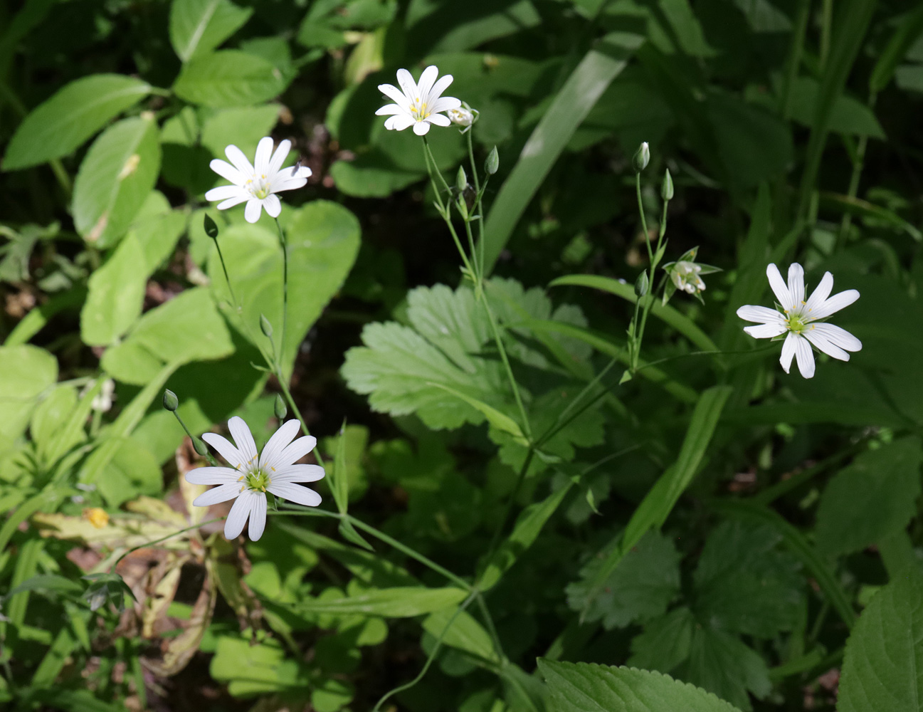 Image of Stellaria holostea specimen.