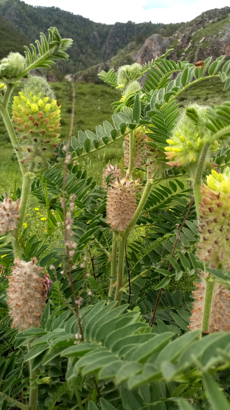 Image of Astragalus alopecurus specimen.