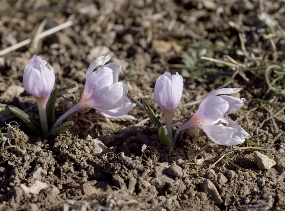 Изображение особи Colchicum triphyllum.