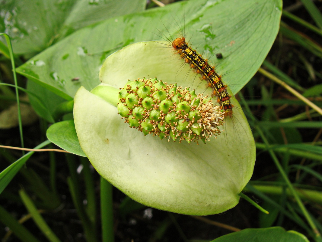 Image of Calla palustris specimen.