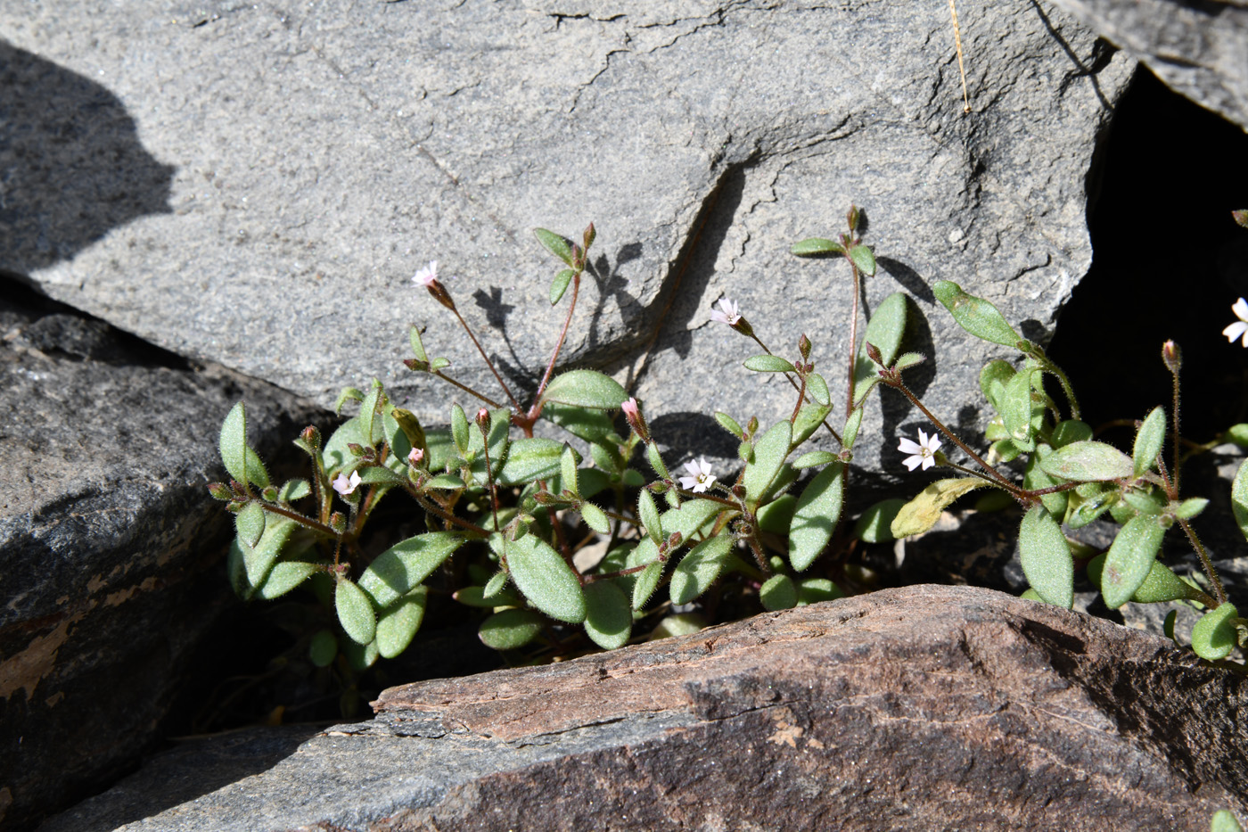 Image of Psammophiliella floribunda specimen.