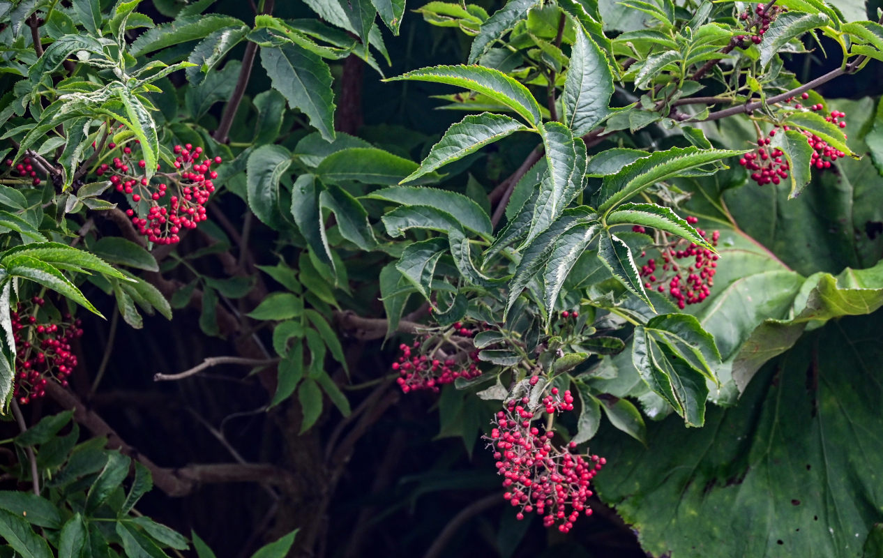 Image of Sambucus miquelii specimen.