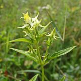 Halenia corniculata. Верхушка цветущего растения. Хабаровский край, окр. г. Комсомольск-на-Амуре, дол. руч. Тёплый ключ, зарастающий пустырь. 03.08.2024.