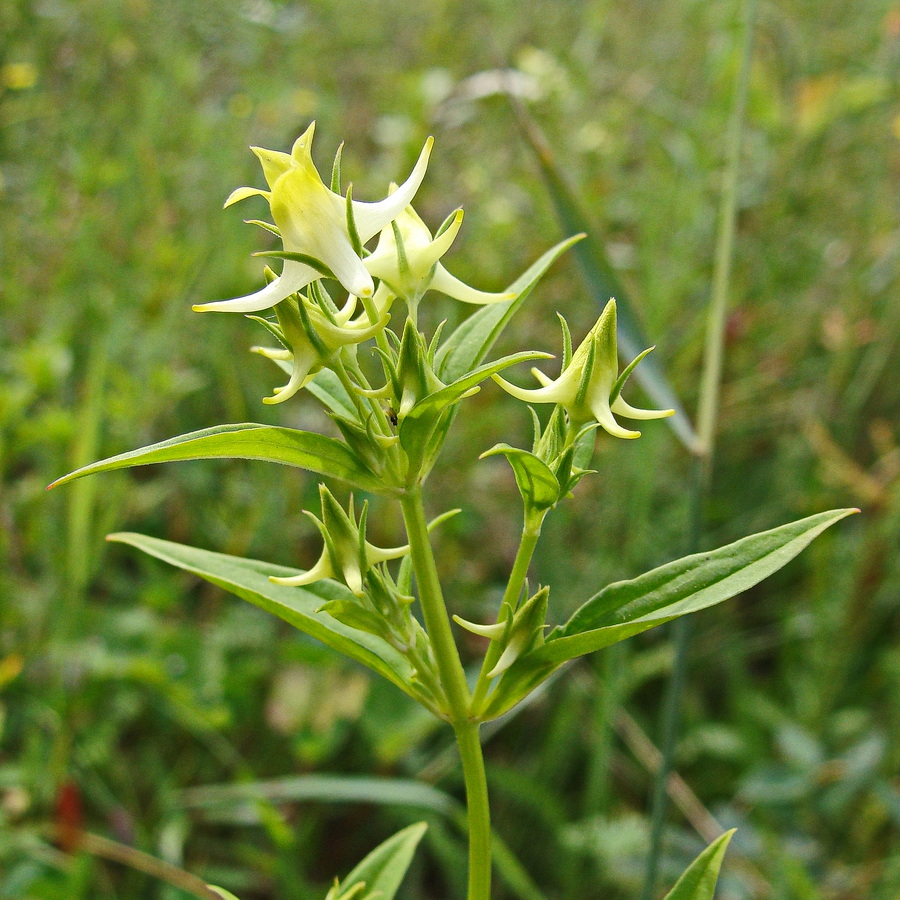 Изображение особи Halenia corniculata.