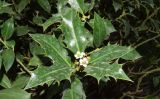 Ilex aquifolium. Верхушка веточки с цветками. Узбекистан, г. Ташкент, Юнусабадский р-н, парковая зона, в культуре. 14.09.2024.