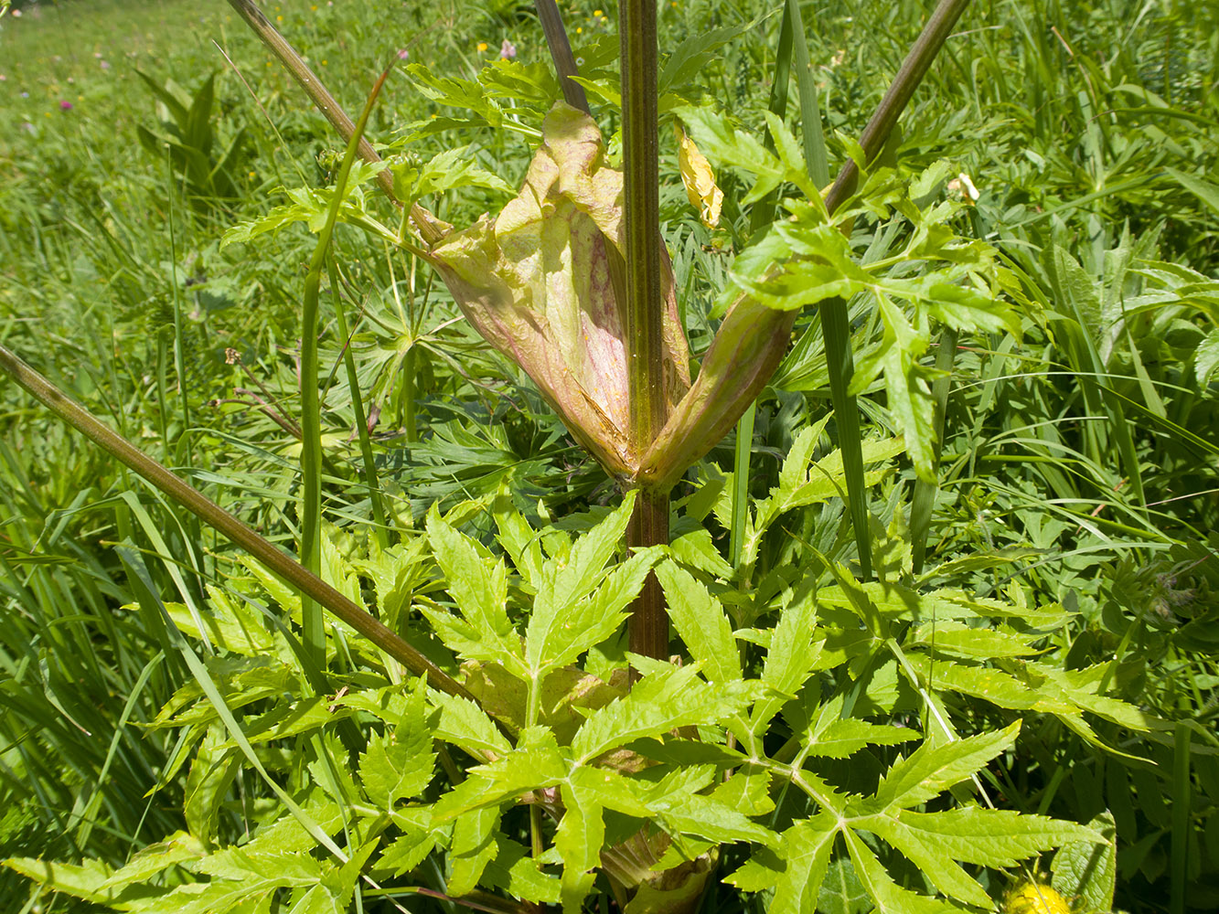 Image of Agasyllis latifolia specimen.