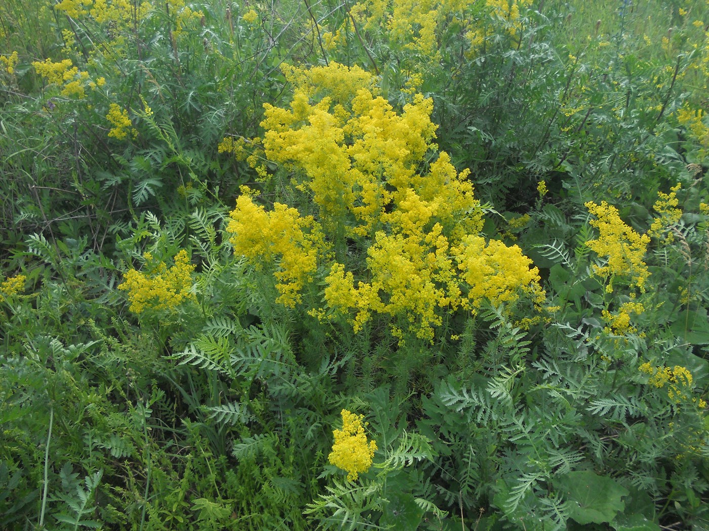 Изображение особи Galium verum.