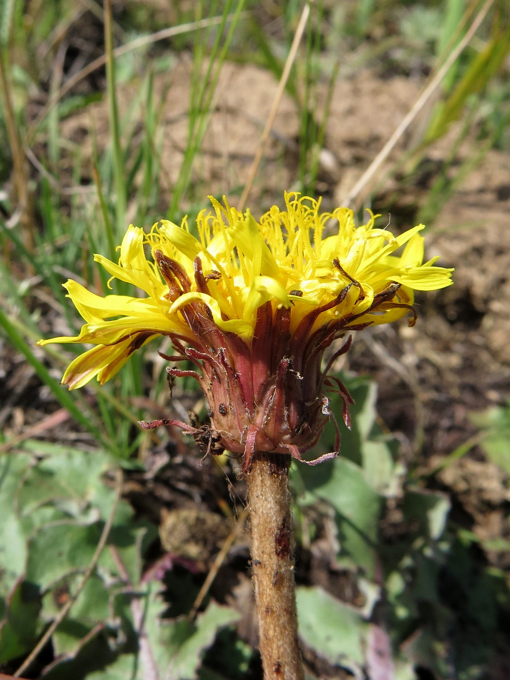 Image of Taraxacum serotinum specimen.