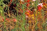 Achillea ptarmica