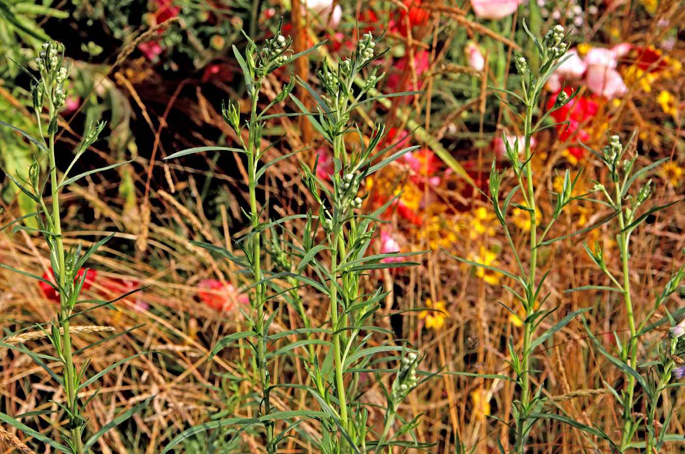 Изображение особи Achillea ptarmica.