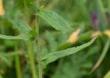 Achillea ptarmica подвид macrocephala. Часть побега. Камчатский край, Елизовский р-н, берег оз. Тахколоч, луг. 04.08.2024.