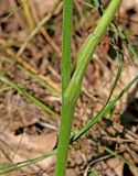 Aconitum lasiostomum