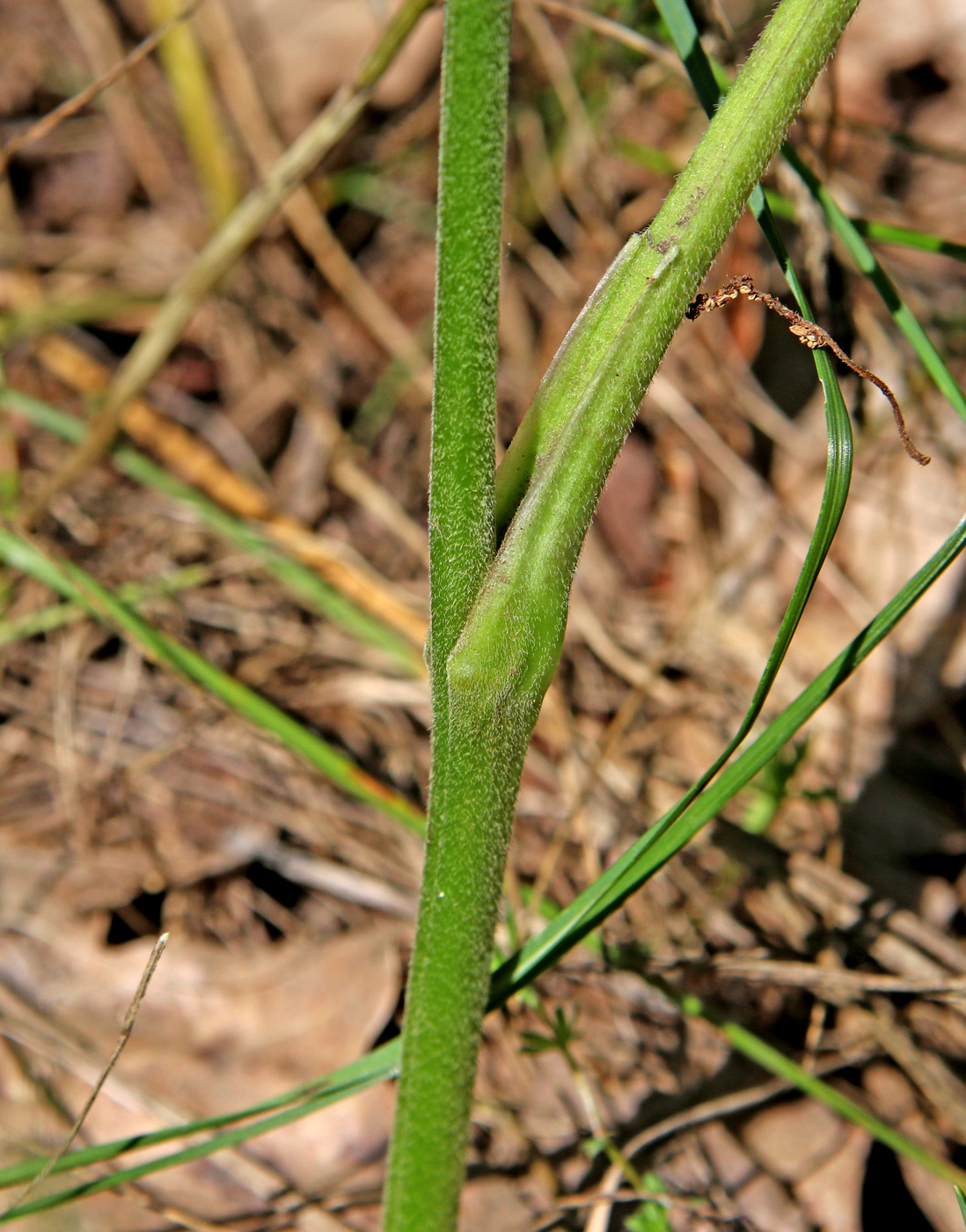 Изображение особи Aconitum lasiostomum.