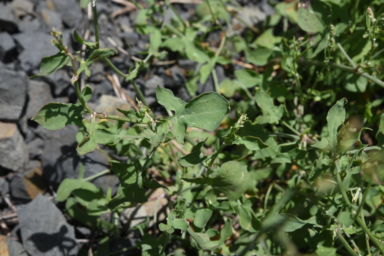 Image of Rumex hastifolius specimen.