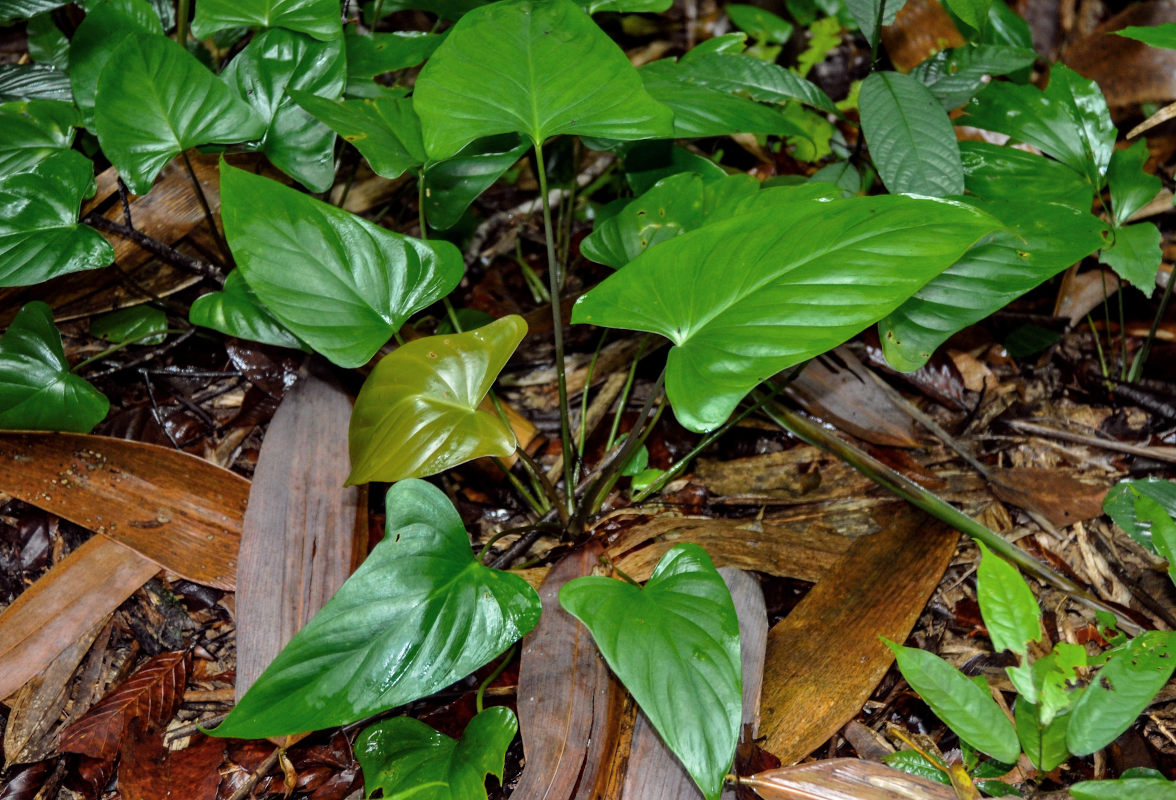 Image of genus Homalomena specimen.