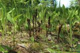 Hypopitys monotropa. Сухие прошлогодние побеги с соплодиями в окружении побегов Convallaria majalis, Trifolium и злаков. Ленинградская обл., Волосовский р-н, окр. дер. Донцо, зеленомошно-травяной елово-сосновый лес на карбонатной почве. 22.06.2024.