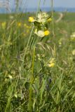 Rhinanthus vernalis. Верхушка цветущего растения. Карачаево-Черкесия, Зеленчукский р-н, гора Джисса, ≈ 1500 м н.у.м., субальпийский луг. 14.06.2024.