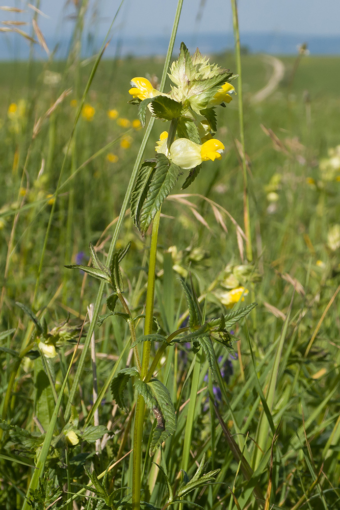 Image of Rhinanthus vernalis specimen.