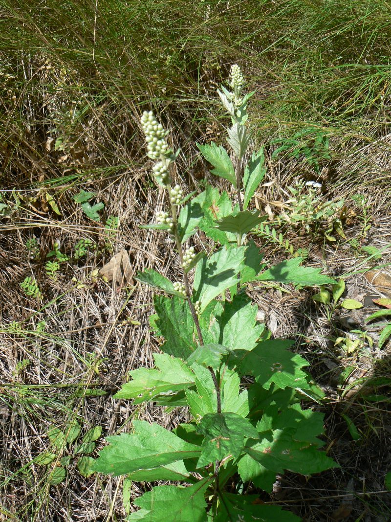 Image of Artemisia keiskeana specimen.