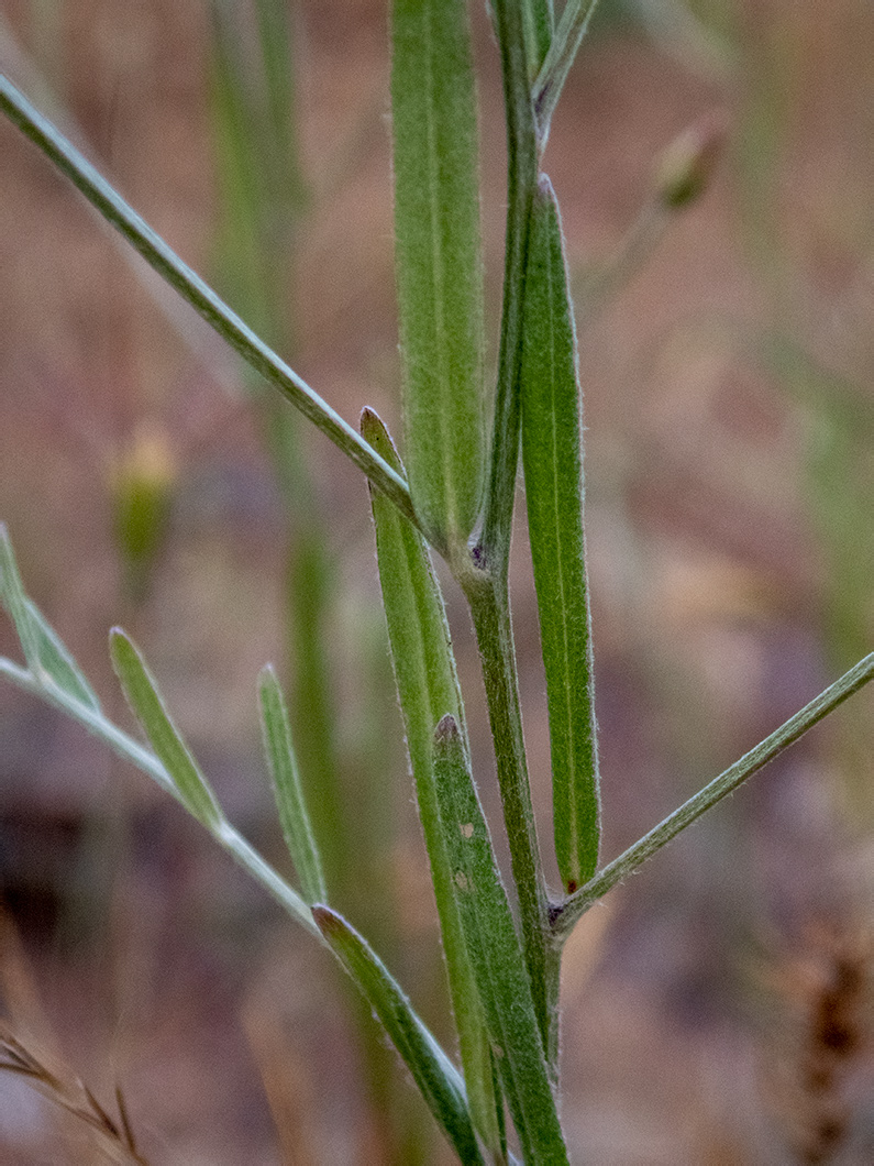 Image of Xeranthemum cylindraceum specimen.