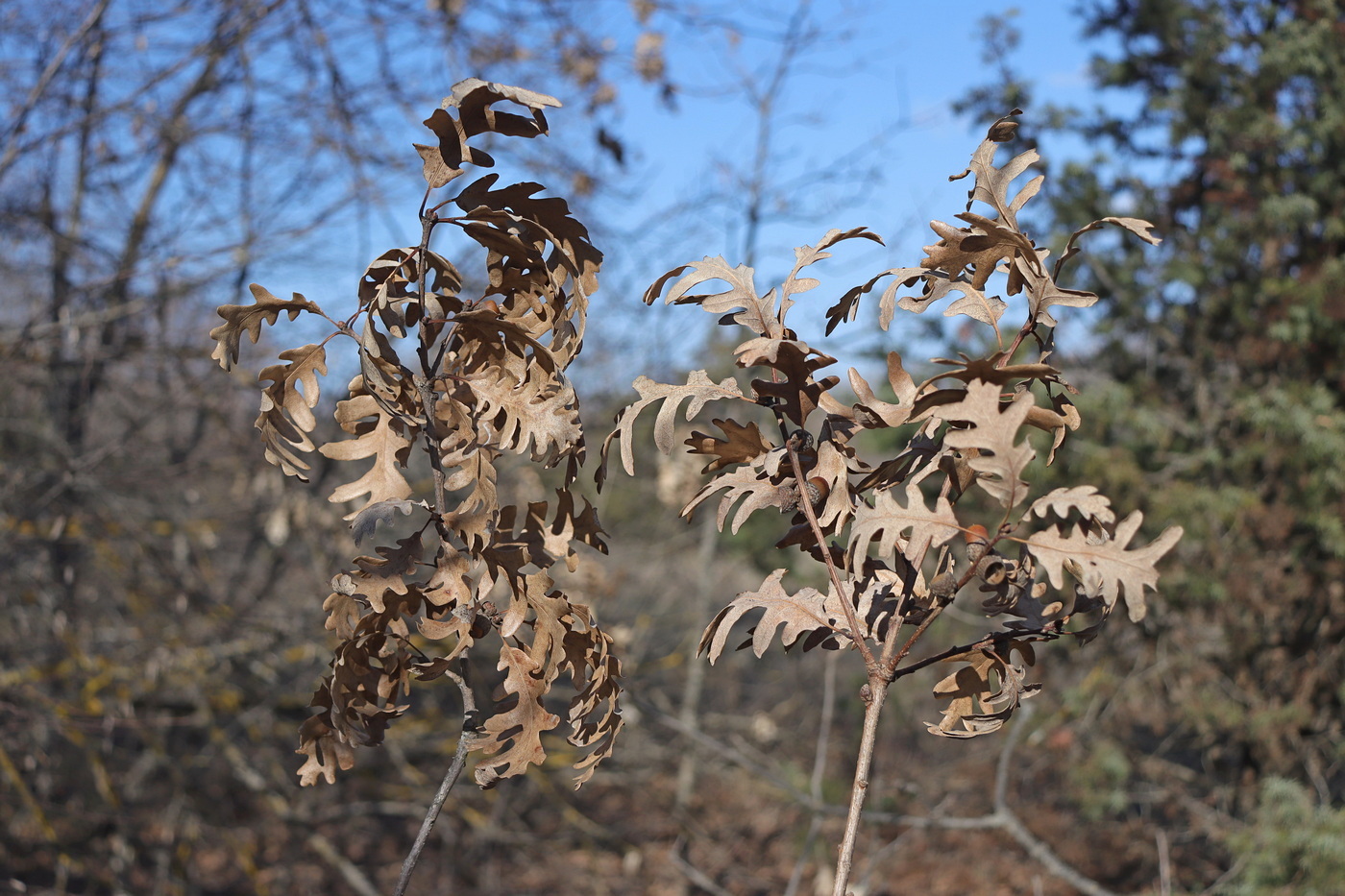 Изображение особи Quercus dalechampii.