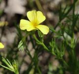 Linum nodiflorum