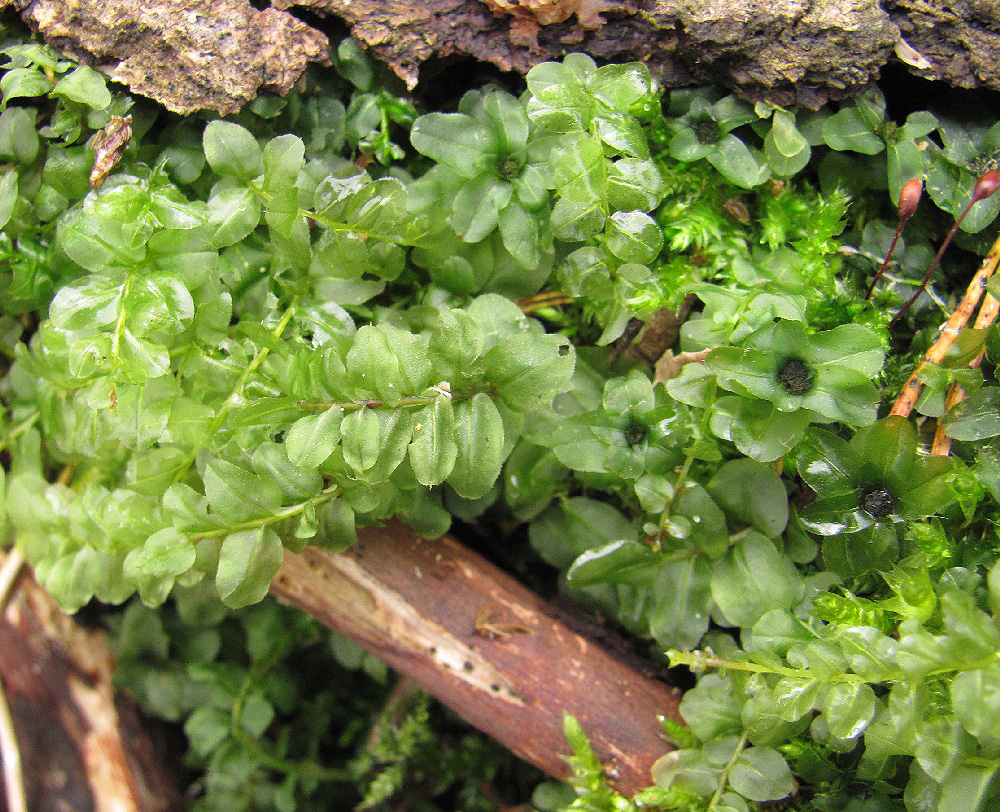 Изображение особи семейство Mniaceae.