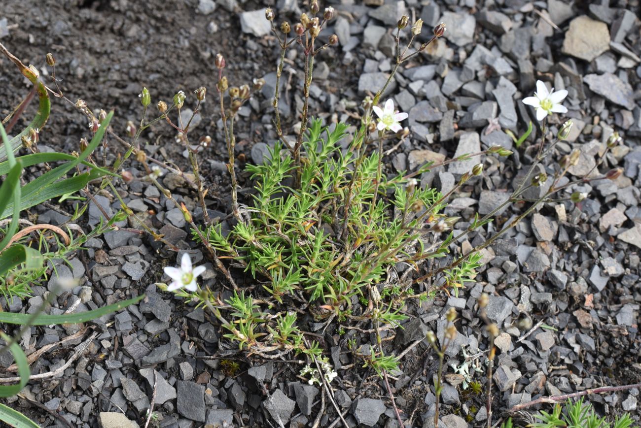 Image of familia Caryophyllaceae specimen.