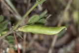 Vicia sativa
