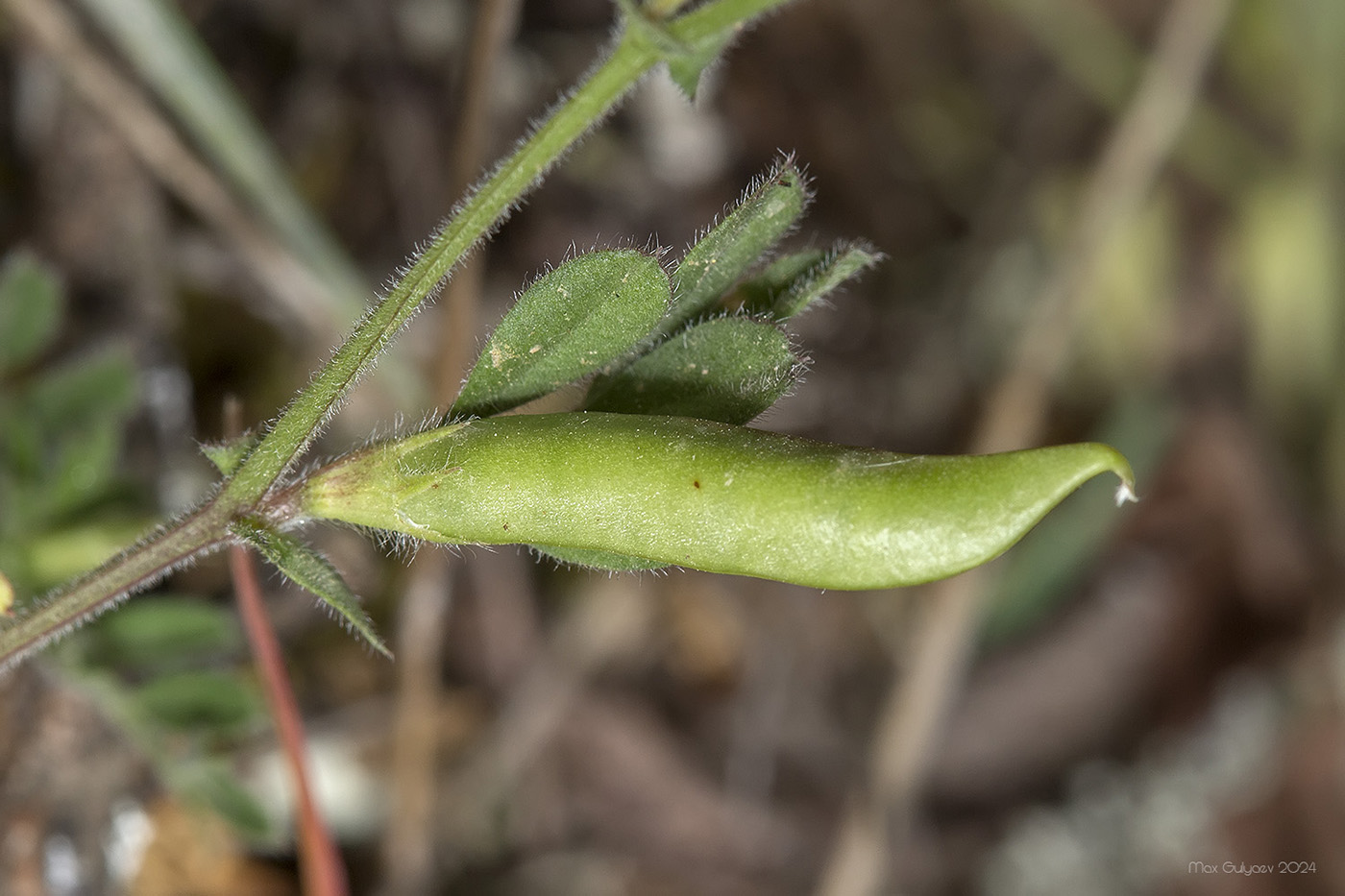 Изображение особи Vicia sativa.